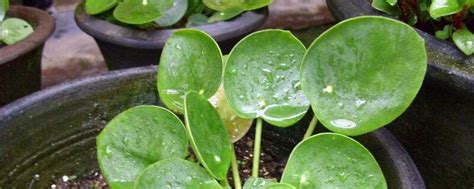 鏡面草水耕|镜面草的养殖方法（水培和土培）